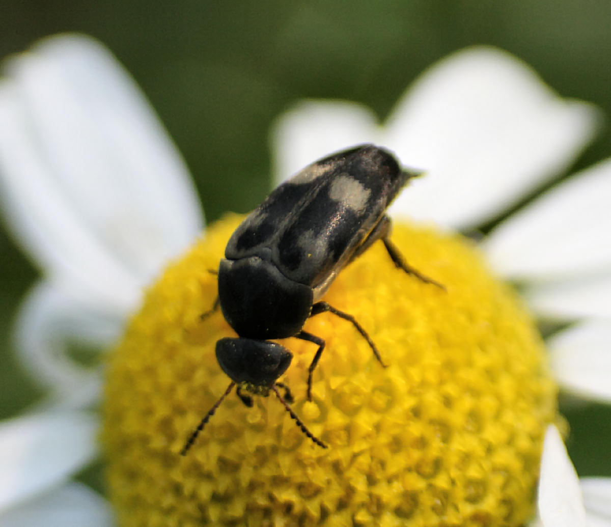 Variimorda villosa da confermare